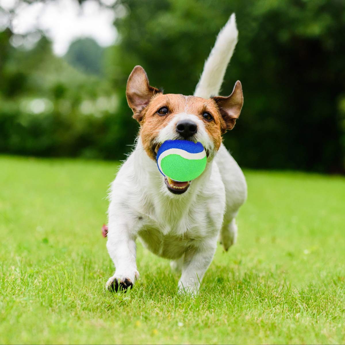 Upgraded Toss and Catch Ball Game Set